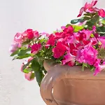 Despina Villa Afantou